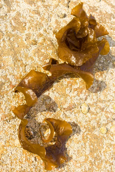stock image Brown seaweed on a rock