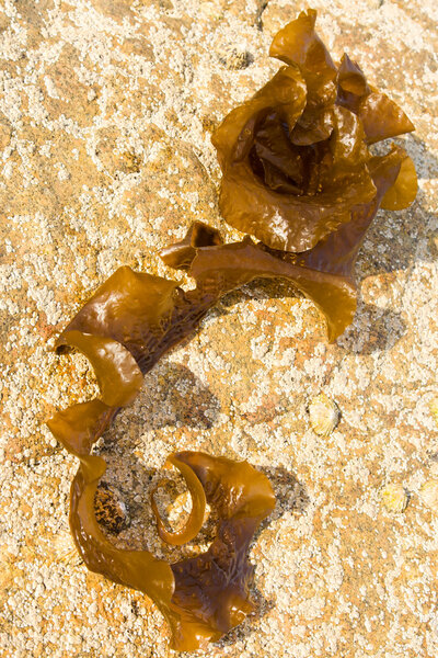 Brown seaweed on a rock