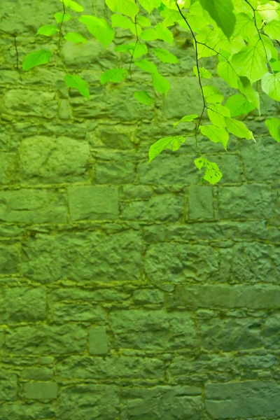 Foglie verdi e muro di pietra — Foto Stock