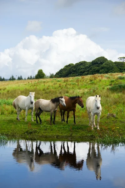 Cavalos no rio — Fotografia de Stock