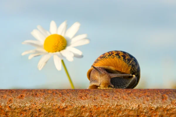 레일 및 꽃 달팽이 — 스톡 사진