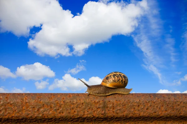 Snail on the rail — Stock Photo, Image