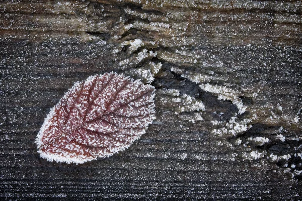 Leaf op bevroren woooden achtergrond — Stockfoto