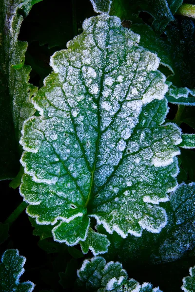 stock image Frozen green grass leaves