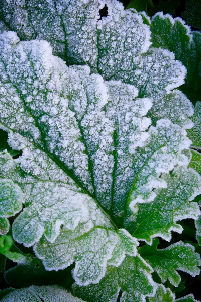 冷冻绿草叶子 — 图库照片