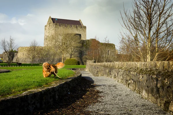 Eine Burg und ein spielender Hund — Stockfoto