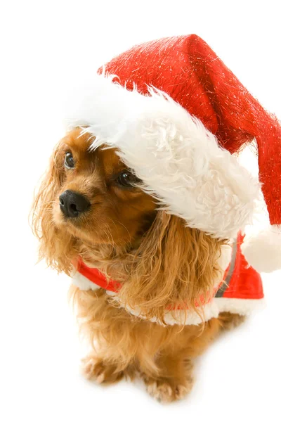 Cute sitting dog in Santa dress — Stock Photo, Image