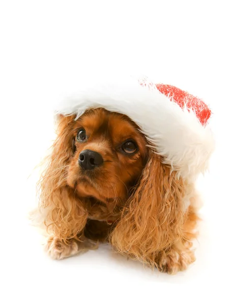 Cute dog in Santa hat — Stock Photo, Image