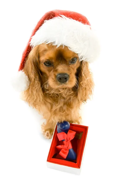 Симпатичная собака в шляпе Санты и коробке с костью — стоковое фото