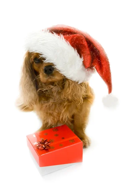 Cute dog in Santa hat and box with gift — Stock Photo, Image