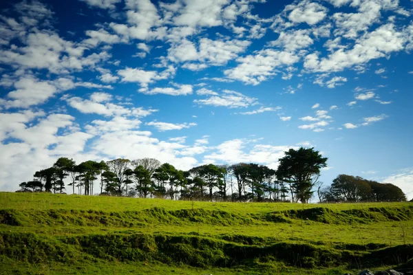 stock image A row of trees on the green hill