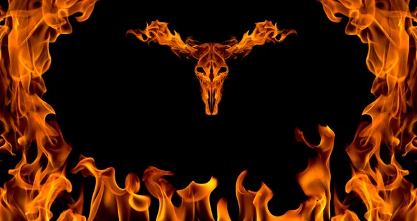Brand vlam en dierlijke schedel, op zwart — Stockfoto