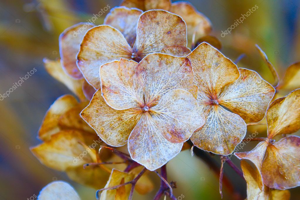 Outono flor lilás seca fotos, imagens de © rihardzz #1876488
