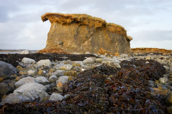 Одинокий скала на каменистом пляже и морских водорослей — стоковое фото