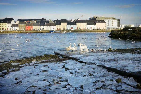 Ice on the bank of Corrib and swans — Stock Photo, Image