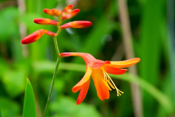 stock image Flower, shallow DOF