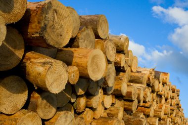 Heap of pine wood logs clipart