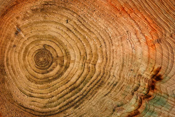 Trä bakgrund med ålder cirklar — Stockfoto