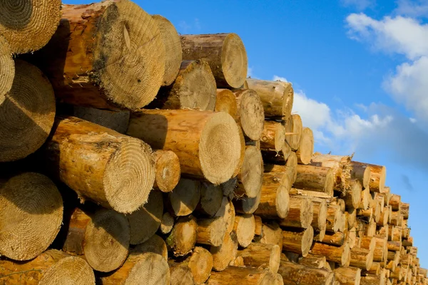 Kupie kłody drewna sosnowego — Zdjęcie stockowe
