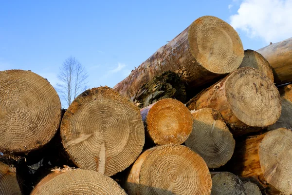 Montón de troncos de madera de pino — Foto de Stock