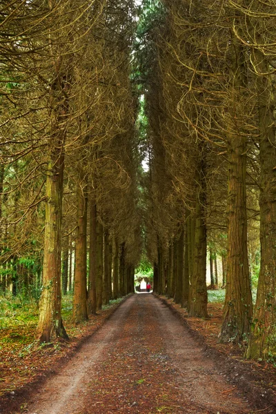 Pine wood and vanishing road with figure — Stock Photo, Image