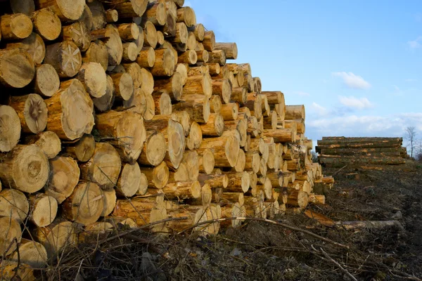 Montes de troncos de madeira de pinheiro — Fotografia de Stock