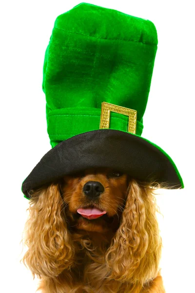 Dog in green hat — Stock Photo, Image