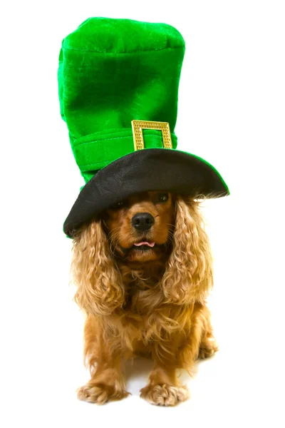 Cão em chapéu verde — Fotografia de Stock