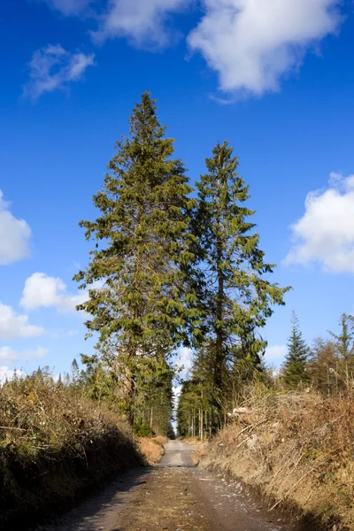 青い空と松の木 — ストック写真