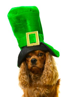 Dog in green hat clipart