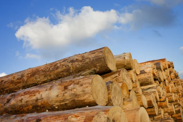 Heap de troncos de madeira de pinho — Fotografia de Stock