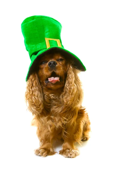 Perro en sombrero verde — Foto de Stock