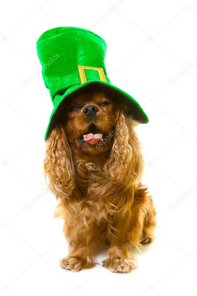 Dog in green hat