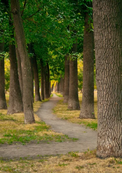 Path in a park — Stock Photo, Image