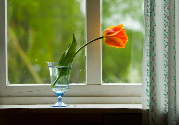 Tulpe auf Fensterbank — Stockfoto
