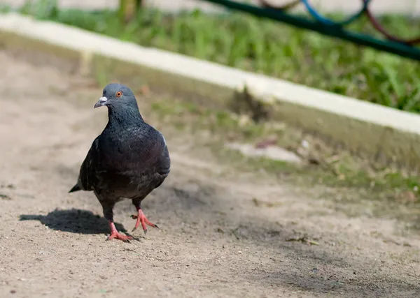 stock image Pigeon