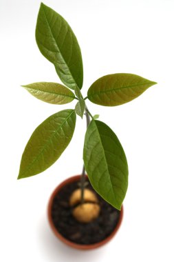 Avocado plant clipart