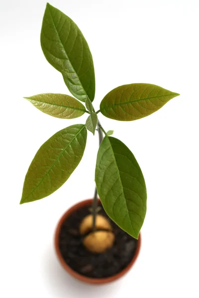 Avocado plant — Stock Photo, Image