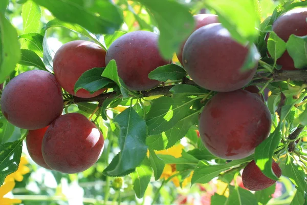 stock image Cherry plum