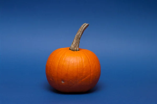 stock image Pumpkin