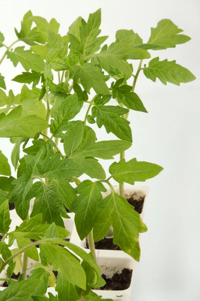 Sprossen einer Tomate — Stockfoto