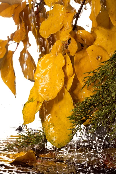 Podzimní déšť. — Stock fotografie