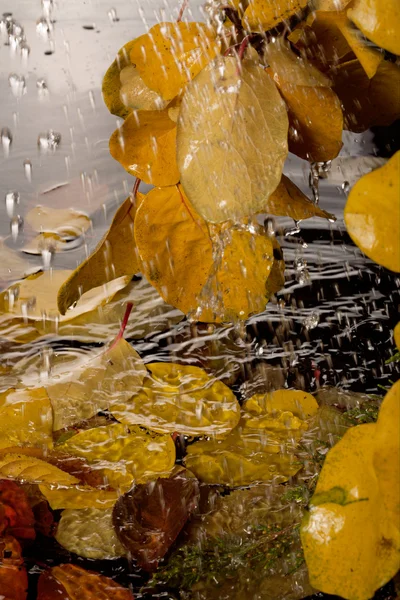 Осенний дождь . — стоковое фото