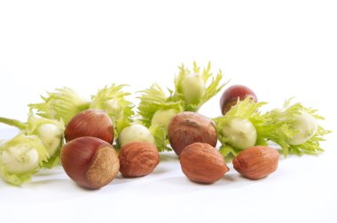 Hazelnut clipart