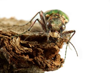 Carabidae restricta clipart