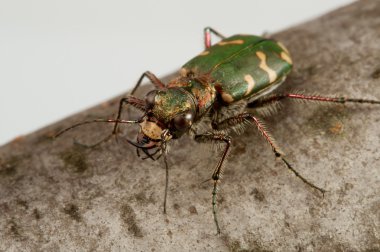 Carabidae restricta