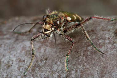 Carabidae restricta