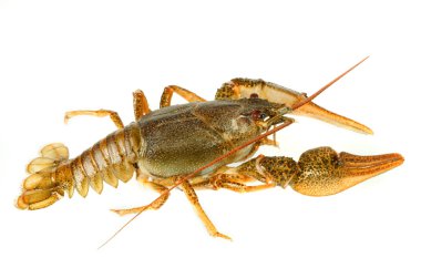 European crayfish clipart