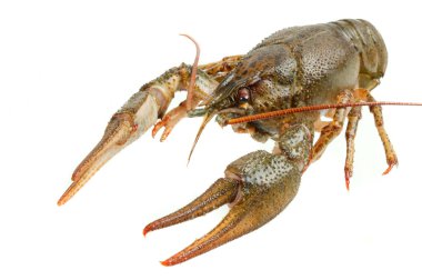 European crayfish clipart