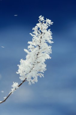 Hoarfrost clipart